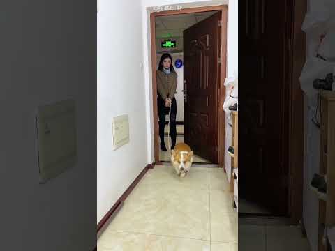 Naughty Dog Brought His Owner a Cute Surprise😍❤️