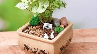 Miniature Garden - How To Create DIY Bundle of Joy | nurserylive