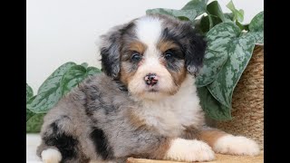 Video preview image #1 Bernedoodle (Miniature) Puppy For Sale in EPHRATA, PA, USA