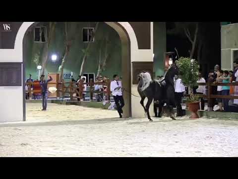 دلال اَي أم بنت قيس البيداء وغزالة المحمدية Dalal AM sired by Qais AL Baidaa X Ghazala