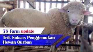 Download lagu 5 Kesalahan Peternak Pemula Dalam Bisnis Kambing Domba Qurban mp3