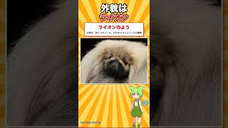 【犬種シリーズ #18】メスのほうが重くていい犬｜ペキニーズ