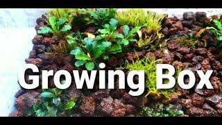 Bucephalandra Emerse growing Box 💚