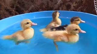 Bebek Bebek Lucu Melompat di Air Sambil Berenang dikolam  Warna Warni Biru Biru