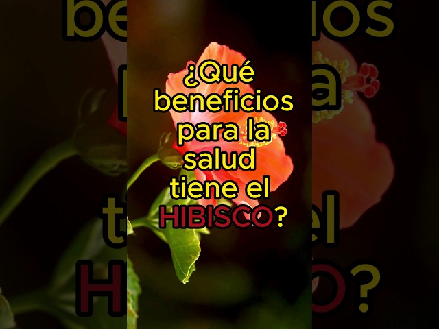Vídeo relacionado con Hibisco Flor de Jamaica para Adelgazar BIO | Bebida Detox te ayuda a perder peso, reducir hinchazón y depurar el organismo | 100% Natural, digestivo y antioxidante