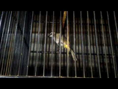 Download Cara Pemasteran Burung Trucuk Mp3 dan Mp4 Terupdate Gratis