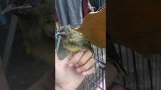 Download lagu Lolohan burung kurincang/kutilang sutra mp3