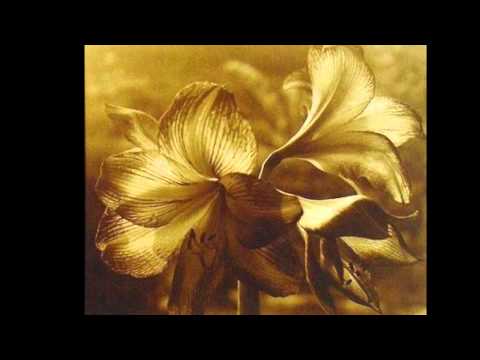 Rod Dannys - E piko a na vau