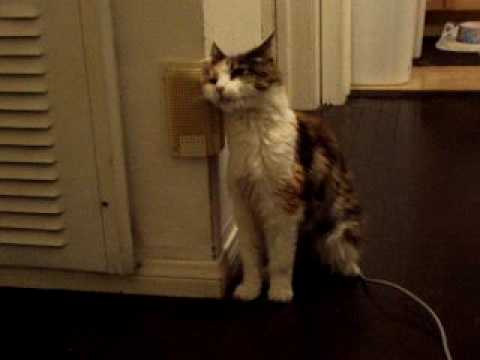 Sharona the Rubby Kitty