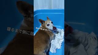 老犬と黒猫がいる暮らし#愛犬ピット #黒猫ロック