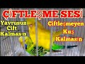 MATTING SOUND Budgie Squeaking Sound Budgie Sound