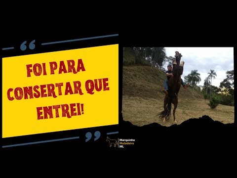 como resolver cavalo que empina em 5 dias
