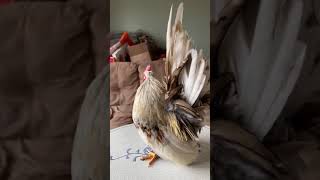Cock #1