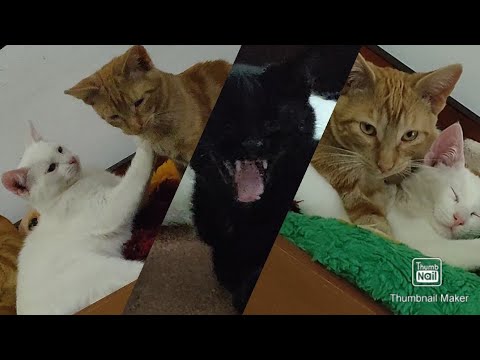 Adolfo has a new friend: Donald Trump!