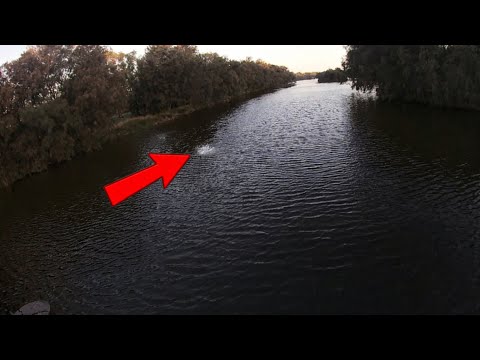 Fishing swan river for Giant Herring + bycatch 