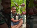 Jambu Air Dalhari