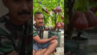 Download lagu Jambu Air Dalhari mp3 Download lagu Jambu Air Dalhari mp3