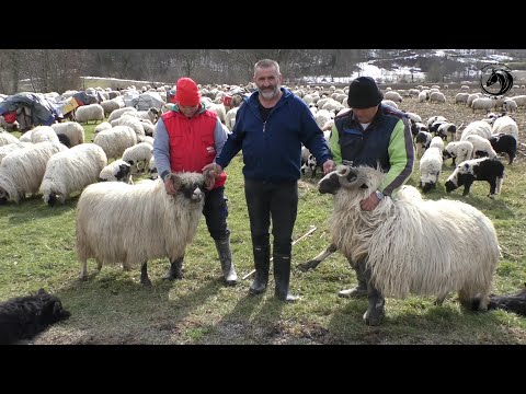 - 3 000 OVACA I 100 KRAVA LJUBOMIRA KOČIĆA S MANJAČE ZIMUJE NA UDARU GLADNOG VUKA -