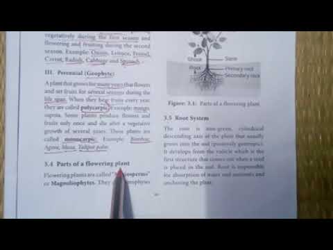 Vegetative morphology