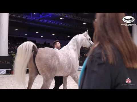 N 69 JASMIN Z   European Championship 2021   VERONA   Stallions 4 6 Years Old Class 13