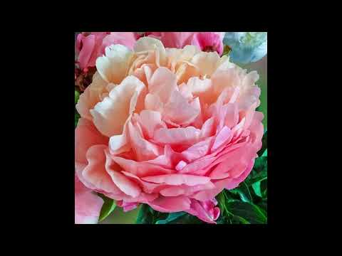 Lose Malei - Meleane Taufa ft Folau Tuʻungafasi