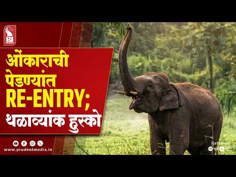 Elephant Omkar Re-Enters Pernem, Locals On Alert