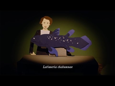 Animated Life: The Living Fossil Fish | HHMI BioInteractive Video
