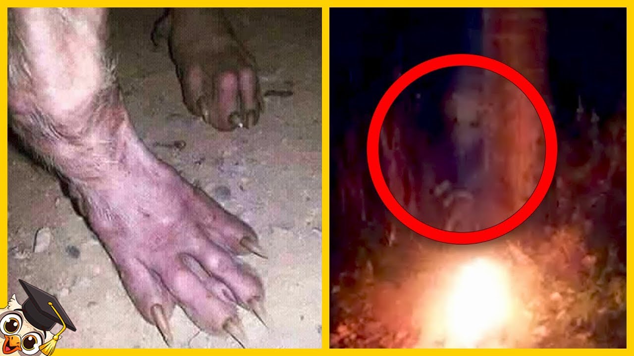 20 Coisas Mais Assustadoras Encontradas Nas Florestas