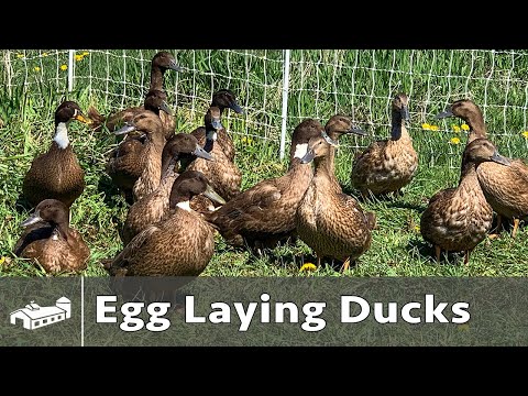 Raising Ducks For Eggs - Spring 2021