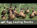 Raising Ducks For Eggs Spring 2021