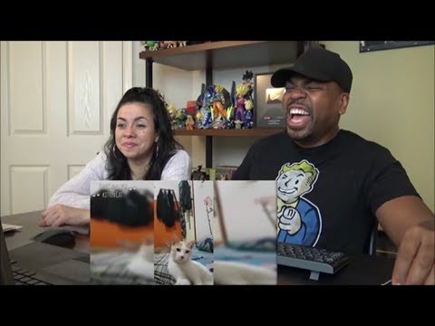 Cats Hate Being Flipped Off - Funny Angry Cat Reaction to Middle Finger Compilation - REACTION!!!