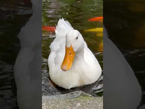 ハーレクイン アヒル - 定義