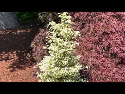 Tsuga canadensis 'Frosty' Dwarf White Canadian Hemlock July 10, 2020