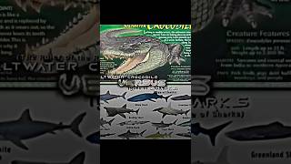Download lagu Saltwater Crocodile Vs Sharks | #vs #shark #animal #greatwhiteshark #crocodile #saltwatercrocodile mp3 Download lagu Saltwater Crocodile Vs Sharks | #vs #shark #animal #greatwhiteshark #crocodile #saltwatercrocodile mp3