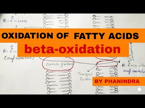 Beta oxidation of Fatty acids Energetics By phanindra