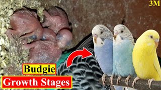 Grow: Budgies Growing Video for Beginners