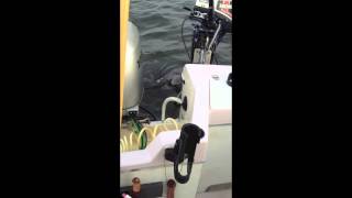 Great White Shark encounter in Brookings oregon