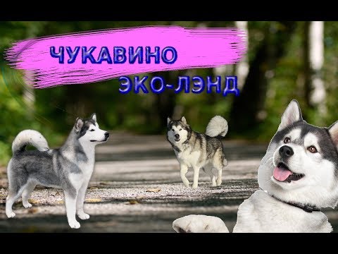 Чукавино .Эко-Лэнд. Знакомство с собаками-Хаски.