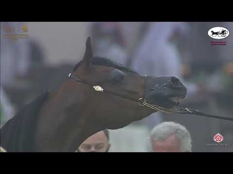 N 193 MOUNIRA J   Katara International Arabian Horse Festival   Mares 7 10 Years Old Class 8A