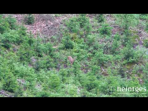 Heintges - Sicher durch die Jägerprüfung - Rotwildkalb