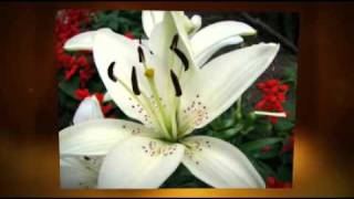 White Tigress by Jade Lee