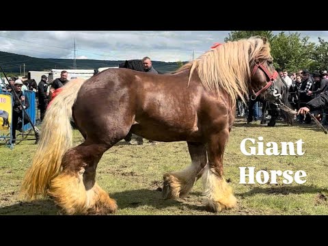 Gilau Horse Parade + Beauty Awards Ceremony ‼️