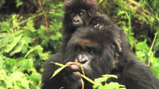 preview picture of video 'Rwanda Trip to see the Gorrillas'