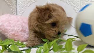 ハーフ犬の動画01