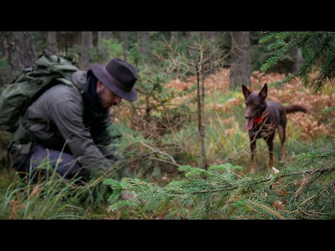 Mushrooms & Fatwood Harvesting // Weekend with dog
