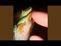 Hard Level Procedure: Contrive Seclusion, a Process of Imagining What the Animal Would Enjoy...