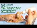 How To Care For A Bottle Baby Kitten Quick Overview