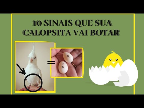 Sua Calopsita vai botar? 10 sinais