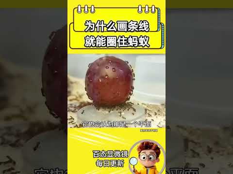 为什么画条线，就能圈住蚂蚁？#蚂蚁#线#视角#冷知识#科普#内容过于真实#现实#社会百态#万万没想到#youtube#youtubeshorts
