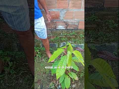 Itajuípe Bahia a terra do cacau.